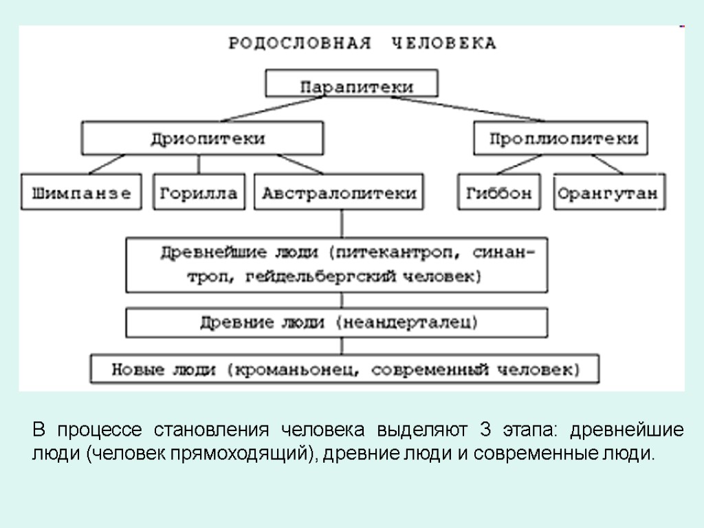 В процессе становления человека выделяют 3 этапа: древнейшие люди (человек прямоходящий), древние люди и